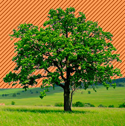 Cut Out Trees In Photoshop.jpg